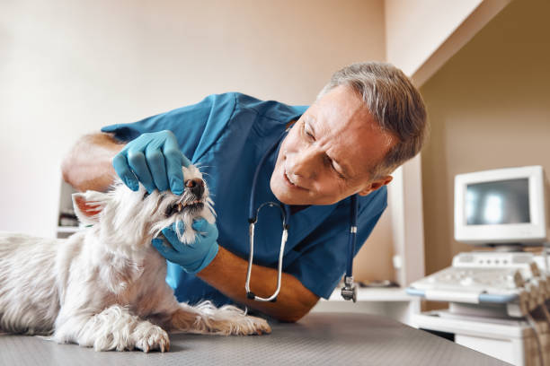 Best Emergency Root Canal Treatment in Alderson, WV